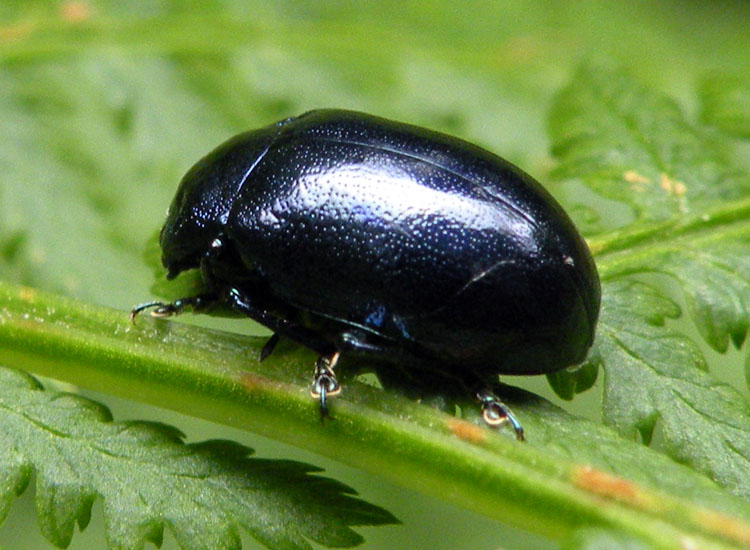 Chrysomelidae: Oreina sp.